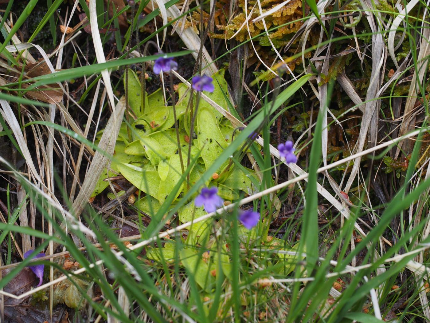 Butterwort, Common plant